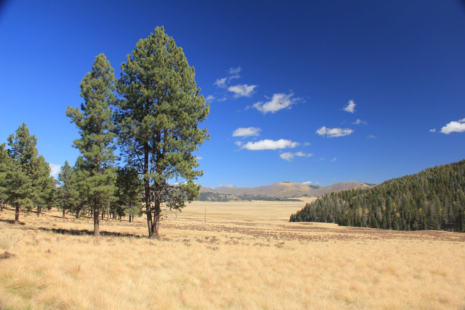 Valles Caldera National Preserve 